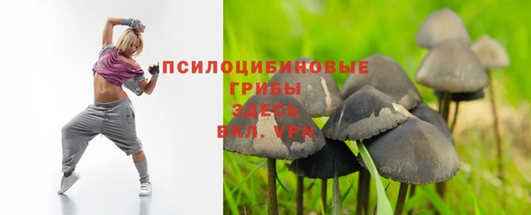 PSILOCYBIN Горно-Алтайск